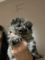 Puppy 4, a female Pomeranian for sale in Monroe, VA – 1 of 1