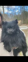 Male puppy 4, a male Pomeranian for sale in Monroe, VA – 3 of 3