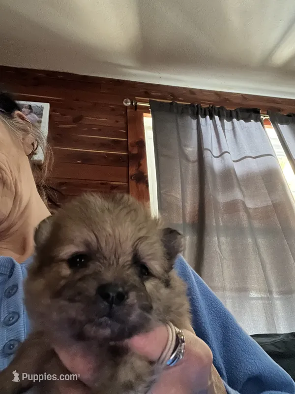 Puppy 1  – Pomeranian puppy for sale in Monroe, VA