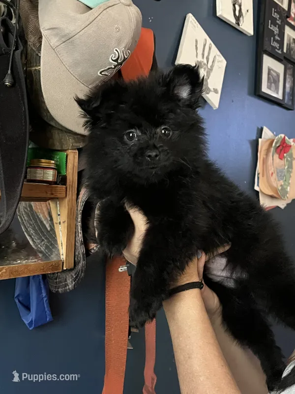 Black boy  – Pomeranian puppy for sale in Monroe, VA
