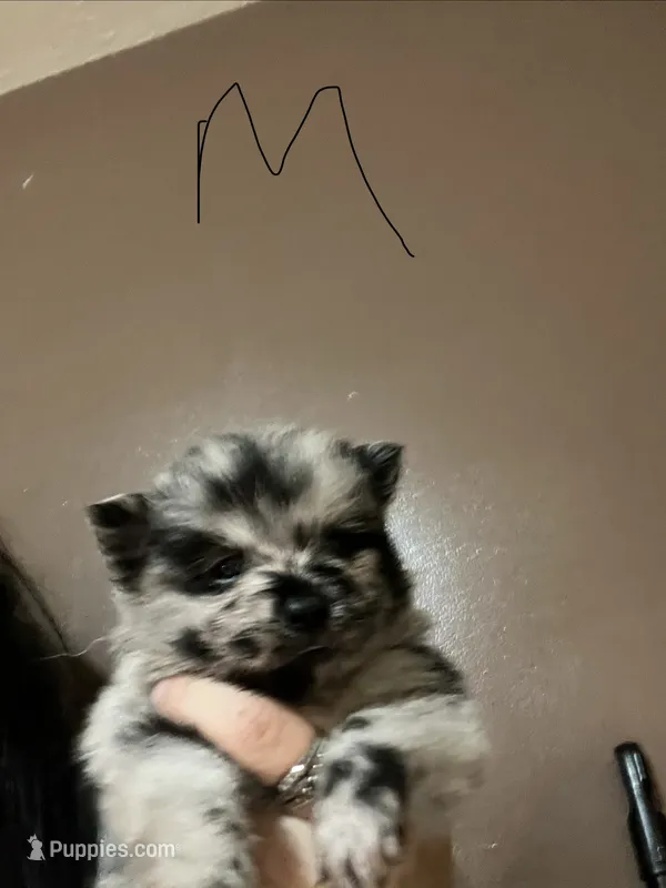 Puppy 3  – Pomeranian puppy for sale in Monroe, VA