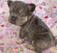 Teddy Royale, a  French Bulldog for sale in North Haledon, NJ – Photo 5 of 5