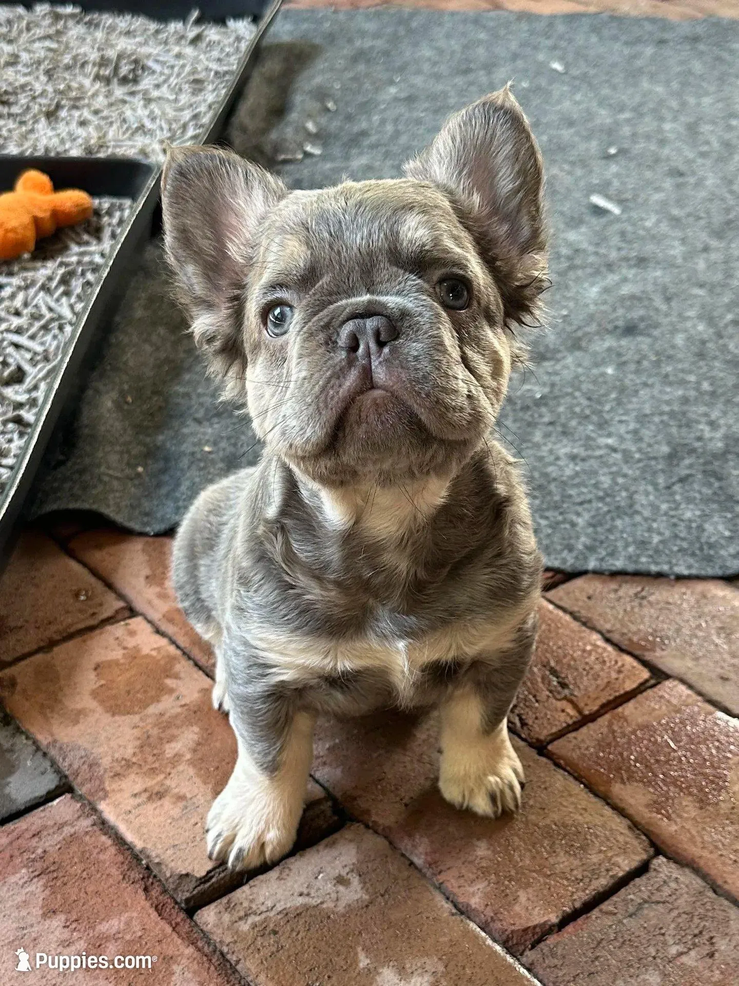 Teddy Royale, a  French Bulldog for sale in North Haledon, NJ – Photo 2 of 5
