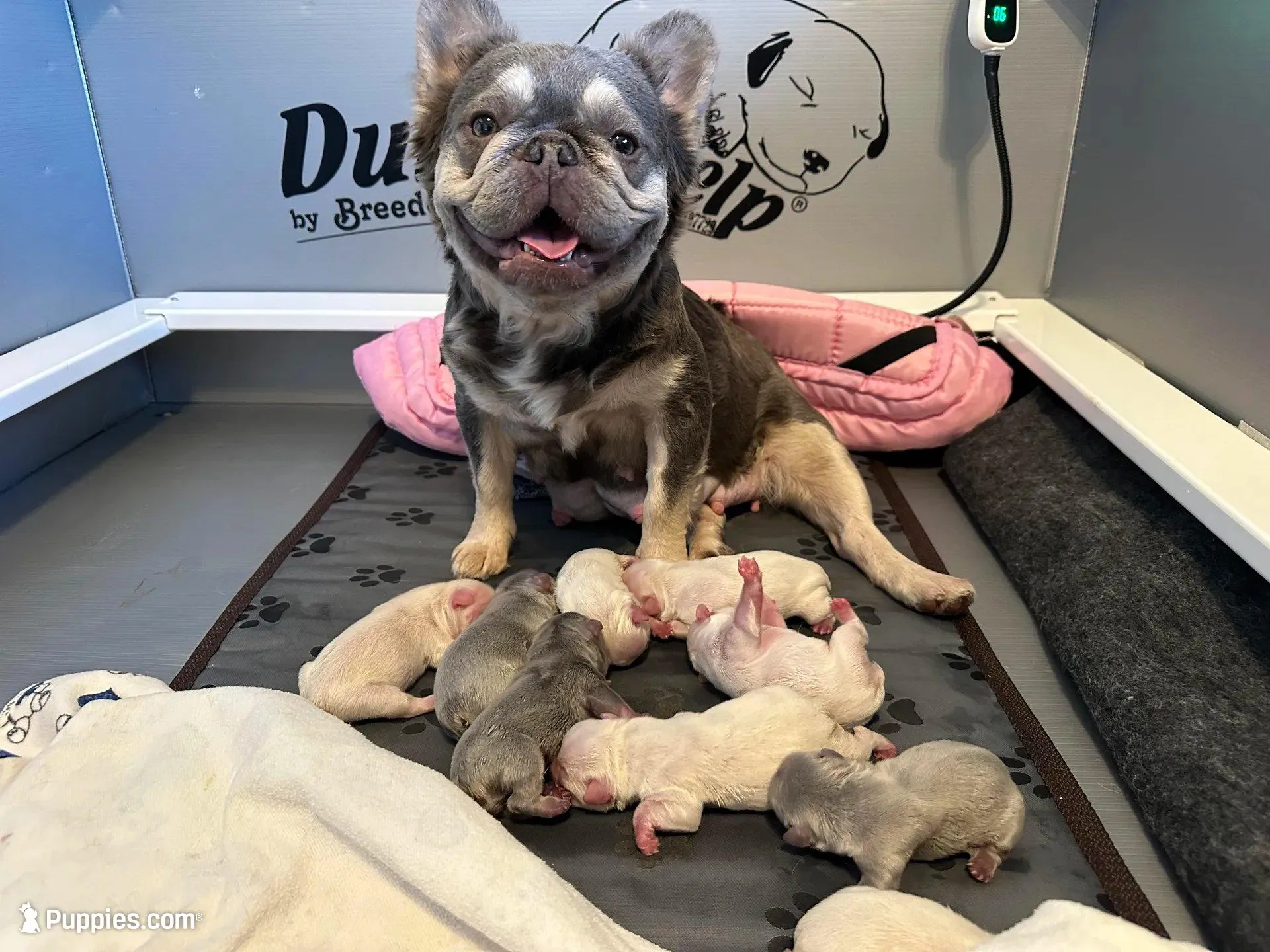 Teddy Royale, a  French Bulldog for sale in North Haledon, NJ – Photo 4 of 5