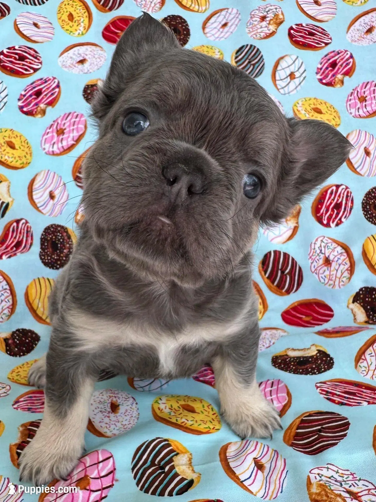 FLUFFY Teddy Royale, a male French Bulldog for sale in North Haledon, NJ – Photo 5 of 6