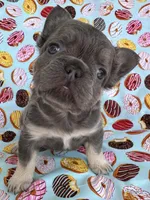 Teddy Royale, a  French Bulldog for sale in North Haledon, NJ – Photo 1 of 5