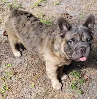 Teddy, a male French Bulldog for sale in North Haledon, NJ – 1 of 2