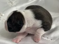 Cherry Princess, a female Boston Terrier for sale in North Haledon, NJ – 4 of 4