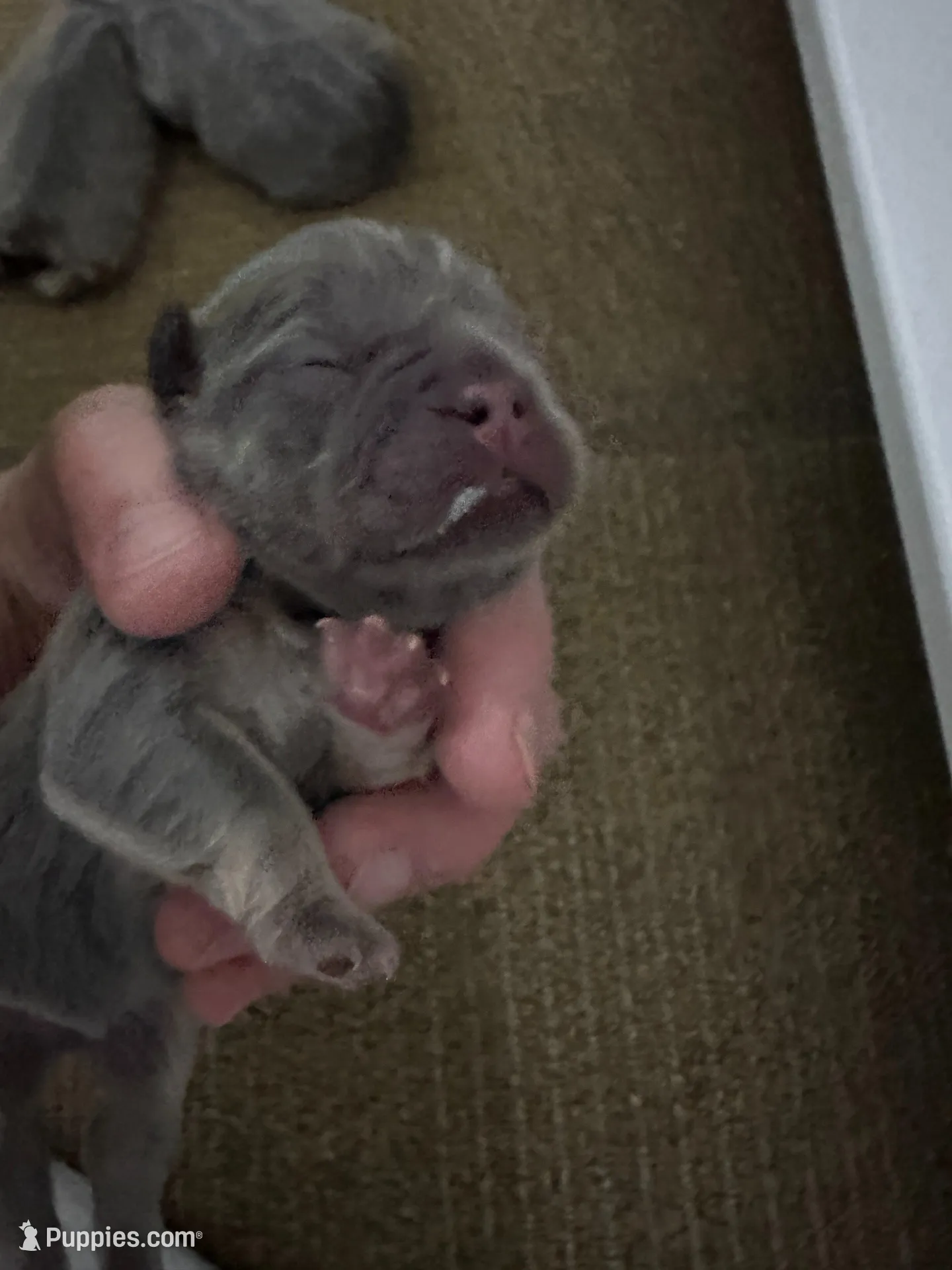 FLUFFY Lady Honey Bear – French Bulldog puppy for sale in North Haledon, NJ