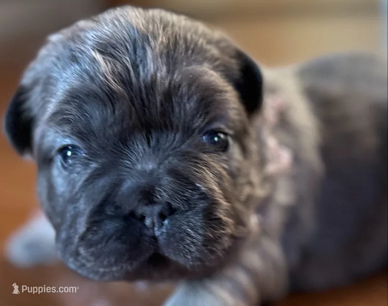 FLUFFY  BLUE FAWN  BIG ROPE – French Bulldog puppy for sale in North Haledon, NJ