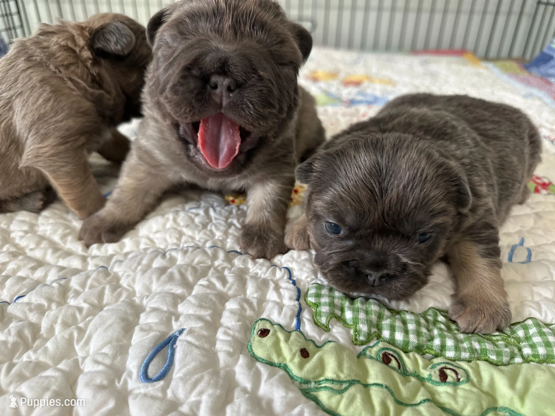 FLUFFY  BLUE FAWN  BIG ROPE, a female French Bulldog for sale in North Haledon, NJ – Photo 8 of 10