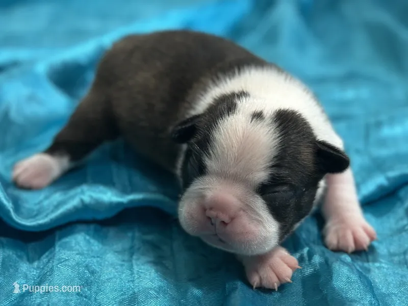 Mac's Jubilant Jamboree – Boston Terrier puppy for sale in North Haledon, NJ