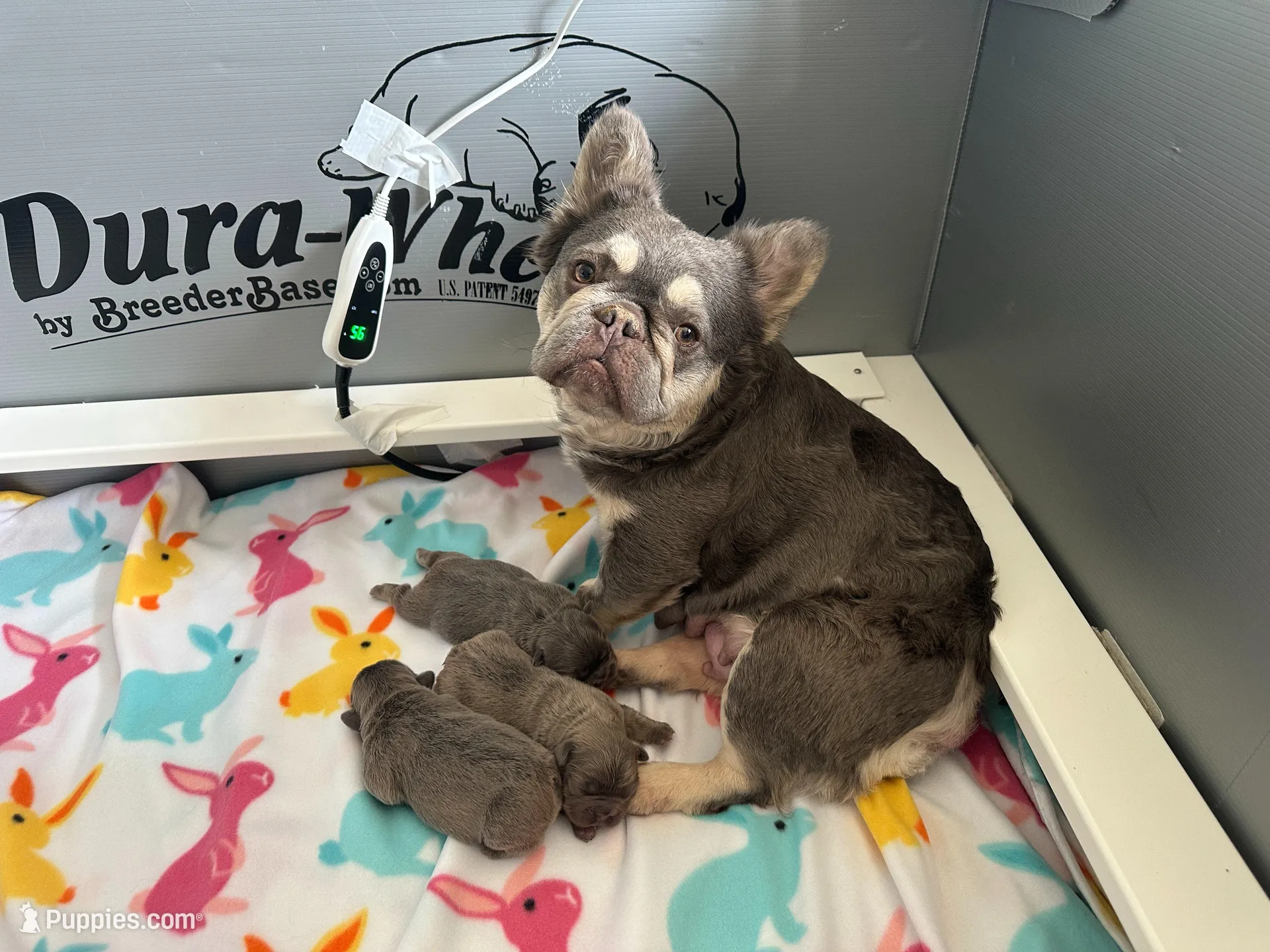 FLUFFY Teddy Royal, a male French Bulldog for sale in North Haledon, NJ – Photo 4 of 8