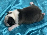 Mac's Jubilant Jamboree, a male Boston Terrier for sale in North Haledon, NJ – 2 of 5