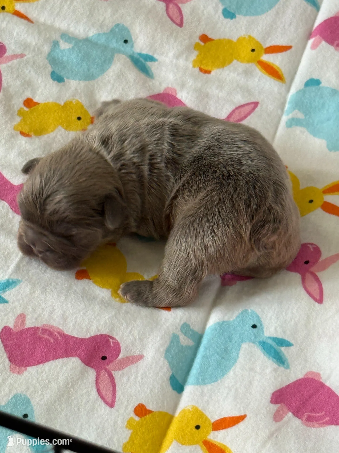 FLUFFY Teddy Royal, a male French Bulldog for sale in North Haledon, NJ – Photo 3 of 8