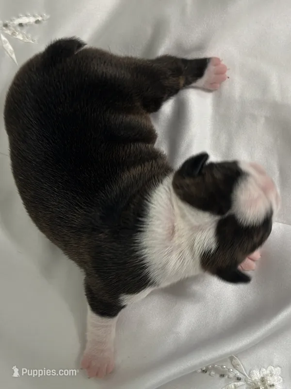 Cherry Princess – Boston Terrier puppy for sale in North Haledon, NJ