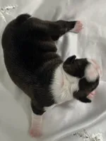 Cherry Princess, a female Boston Terrier for sale in North Haledon, NJ – 1 of 4