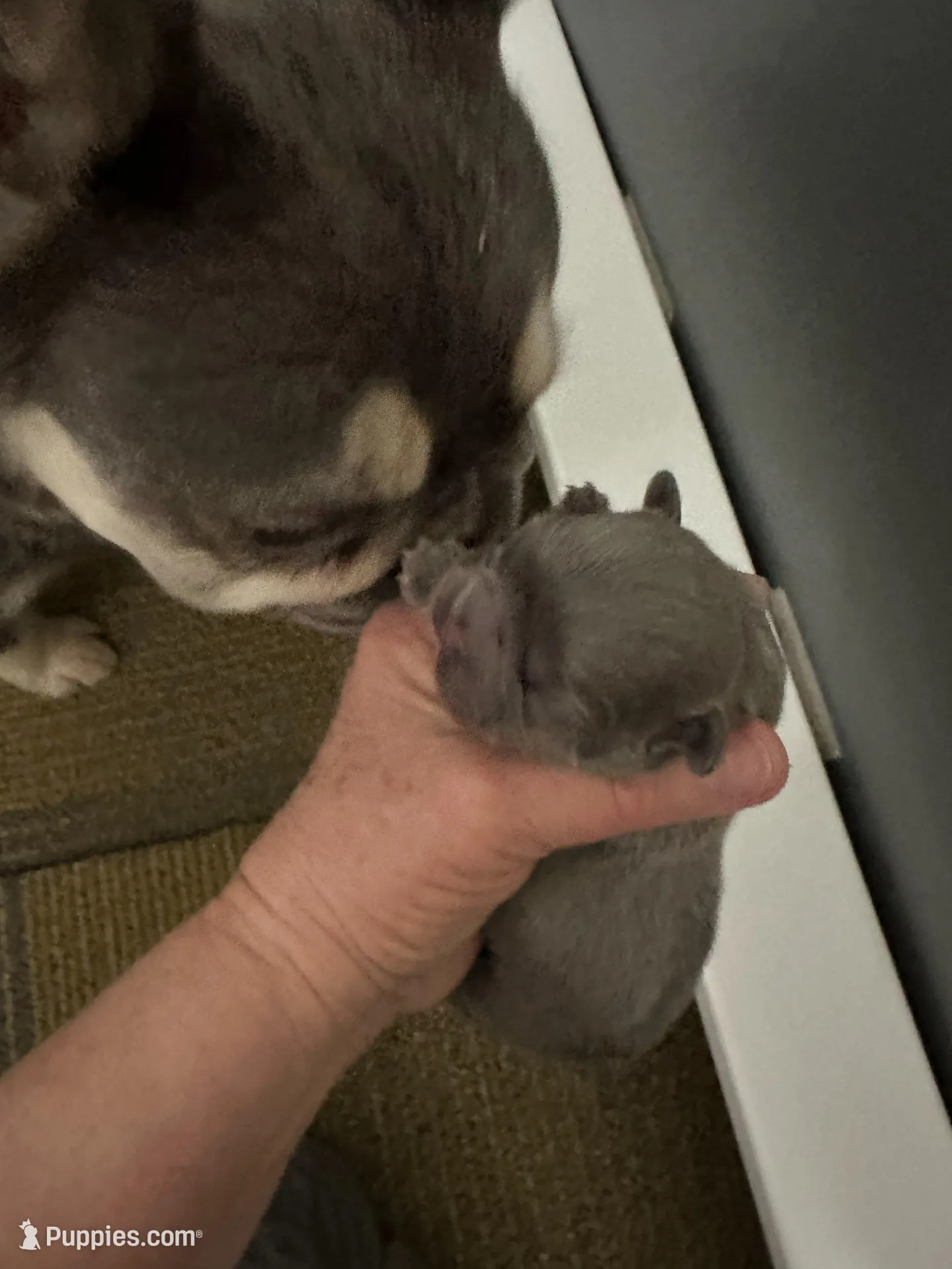 FLUFFY Lady Velvet, a female French Bulldog for sale in North Haledon, NJ – Photo 2 of 4