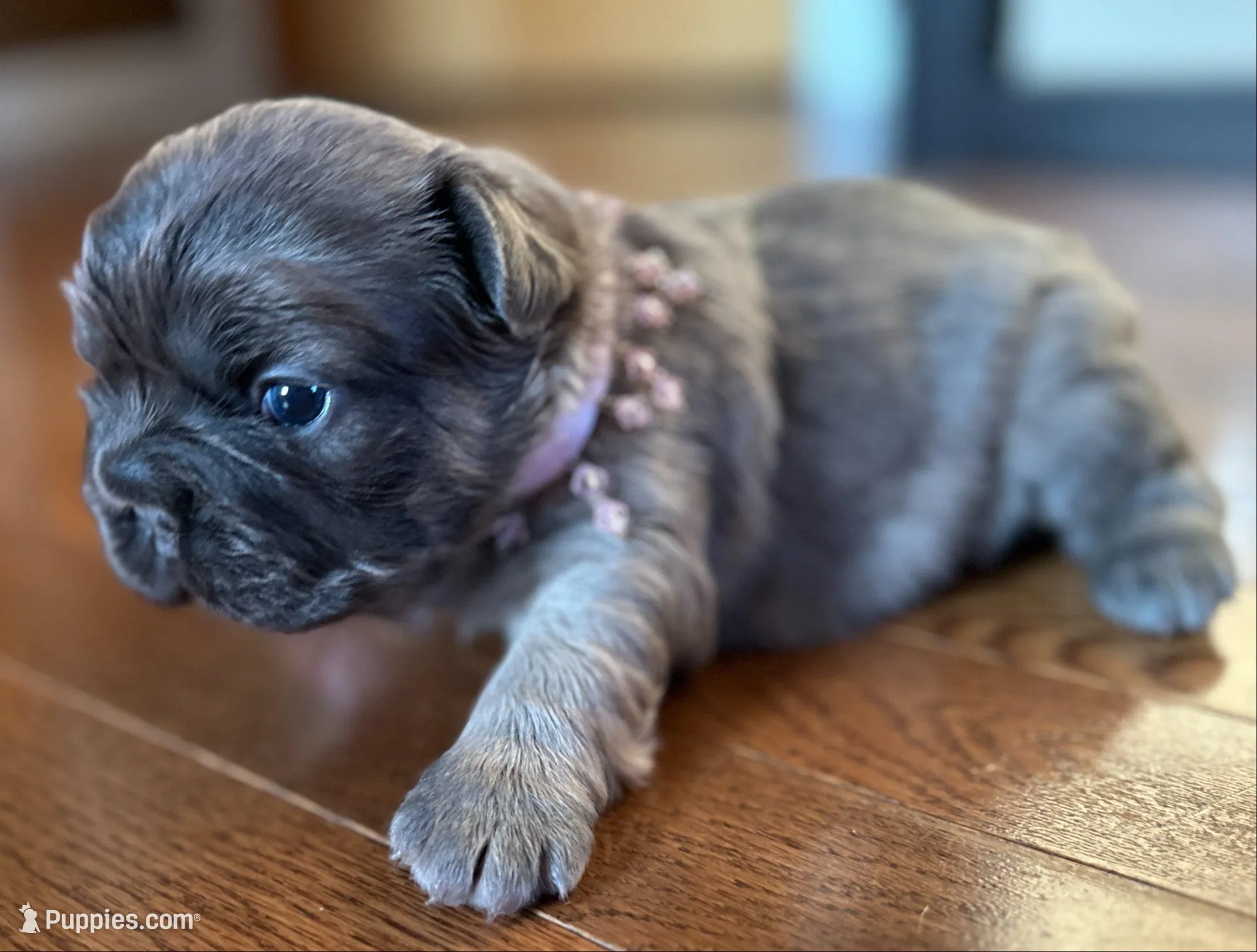 FLUFFY  BLUE FAWN  BIG ROPE, a female French Bulldog for sale in North Haledon, NJ – Photo 6 of 10