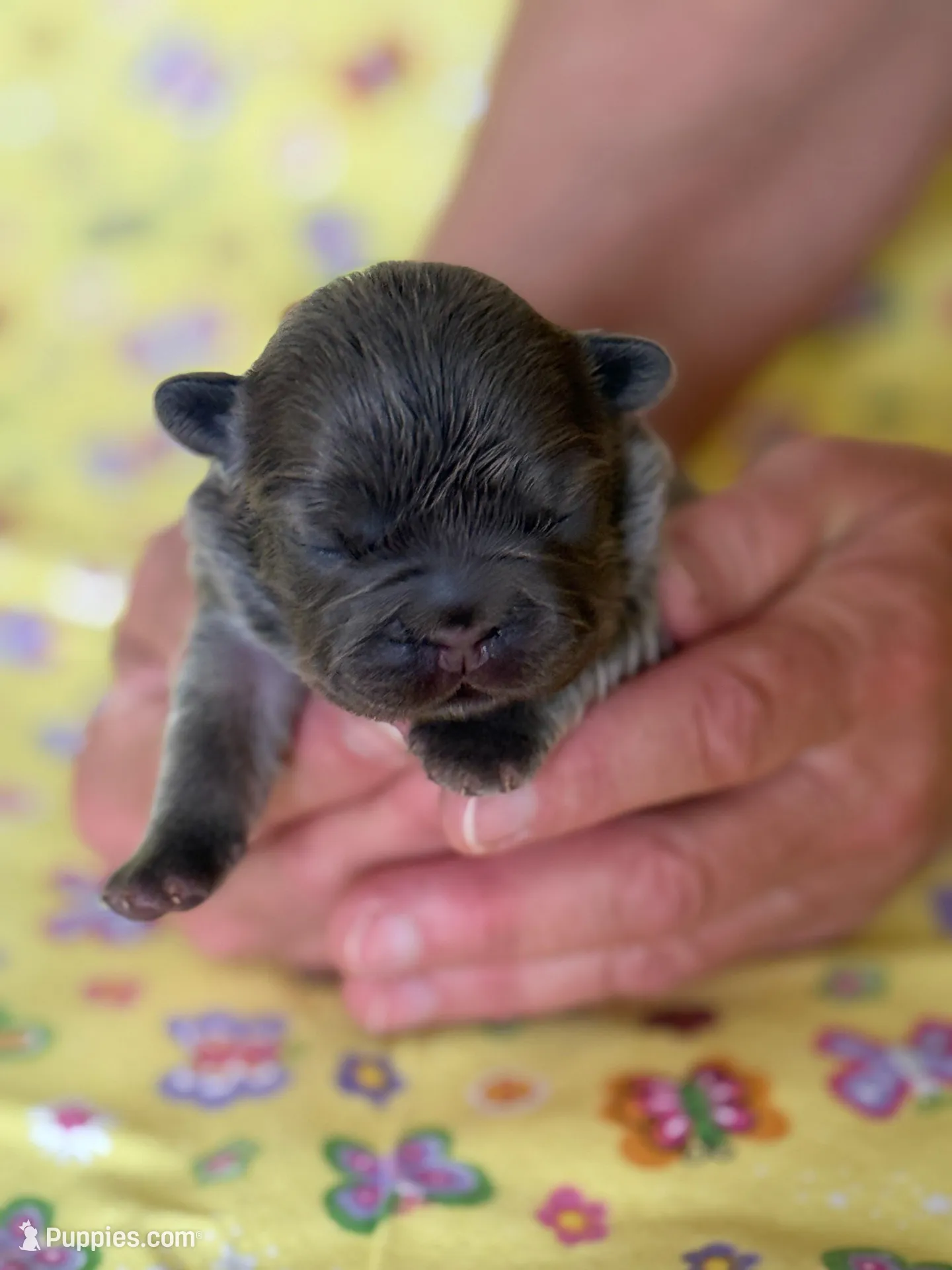 FLUFFY Lady Honey Bear – French Bulldog puppy for sale in North Haledon, NJ