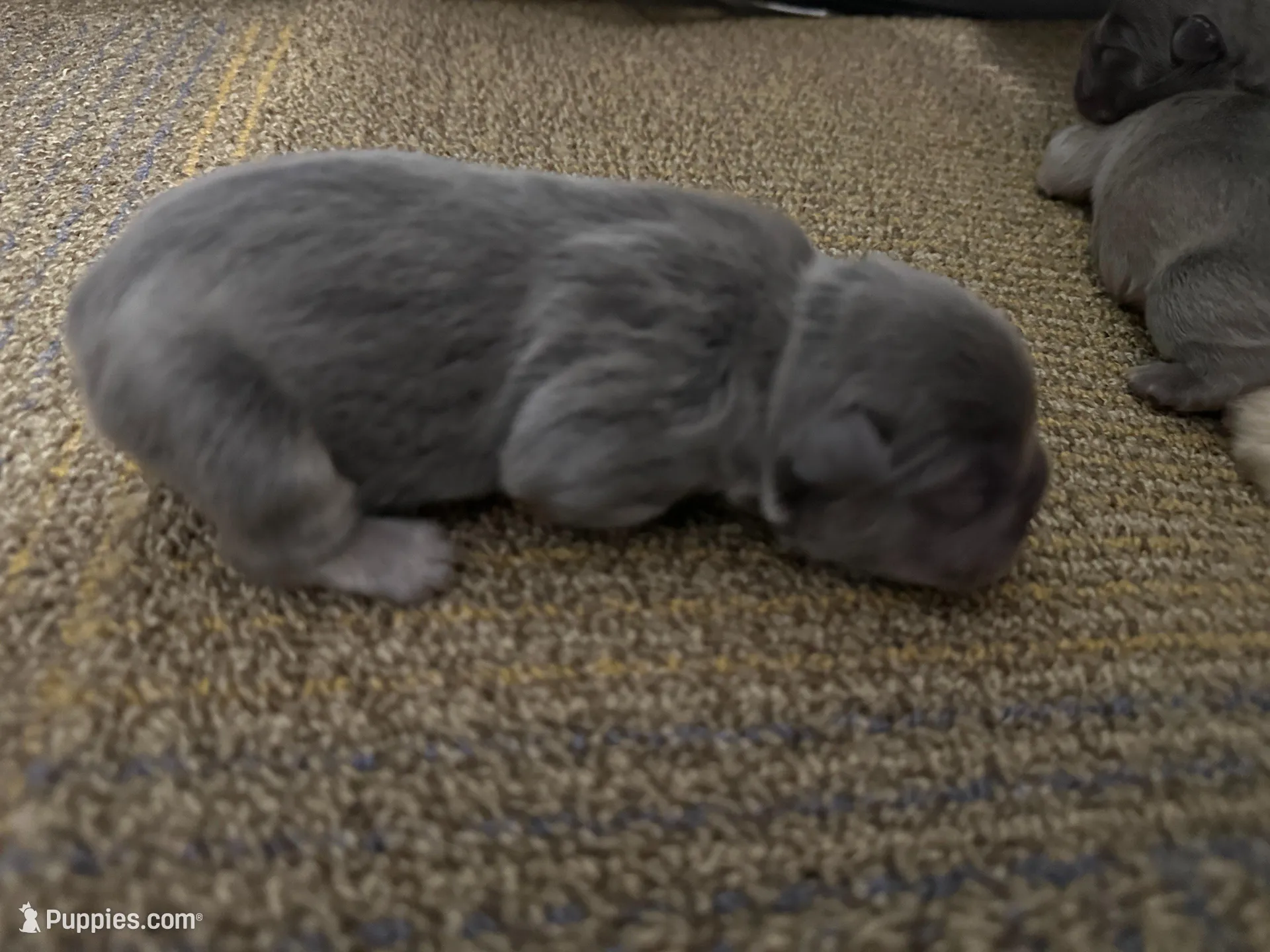 FLUFFY Lady Honey Bear, a female French Bulldog for sale in North Haledon, NJ – Photo 2 of 4