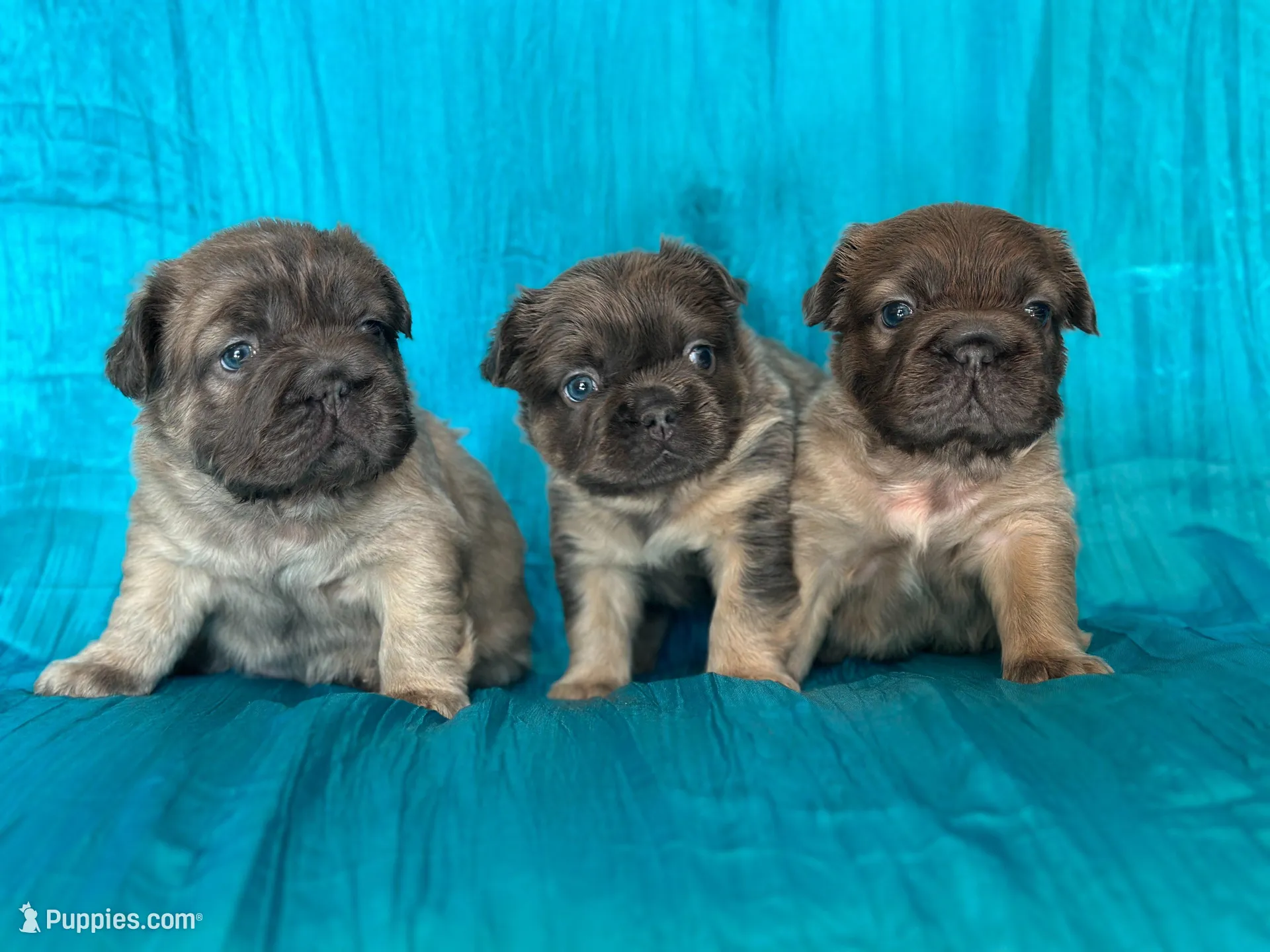 FLUFFY  BLUE FAWN  BIG ROPE, a female French Bulldog for sale in North Haledon, NJ – Photo 3 of 10