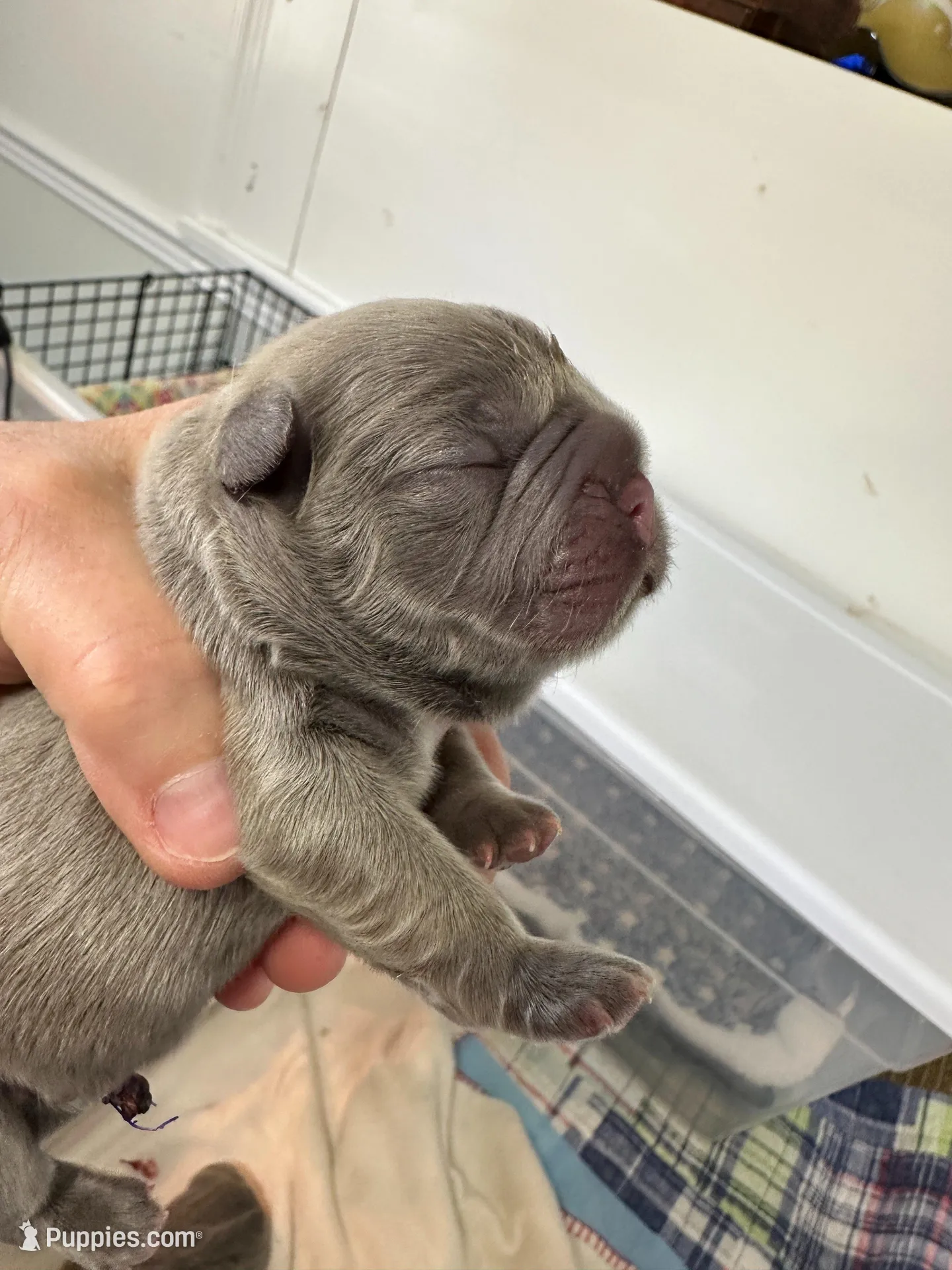 FLUFFY Teddy Royale, a male French Bulldog for sale in North Haledon, NJ – Photo 2 of 6