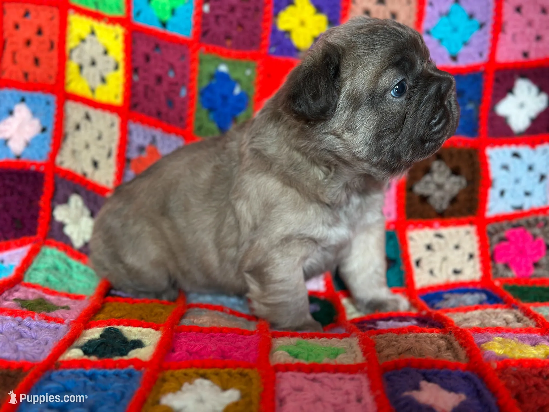 FLUFFY  BLUE FAWN  BIG ROPE, a female French Bulldog for sale in North Haledon, NJ – Photo 5 of 10