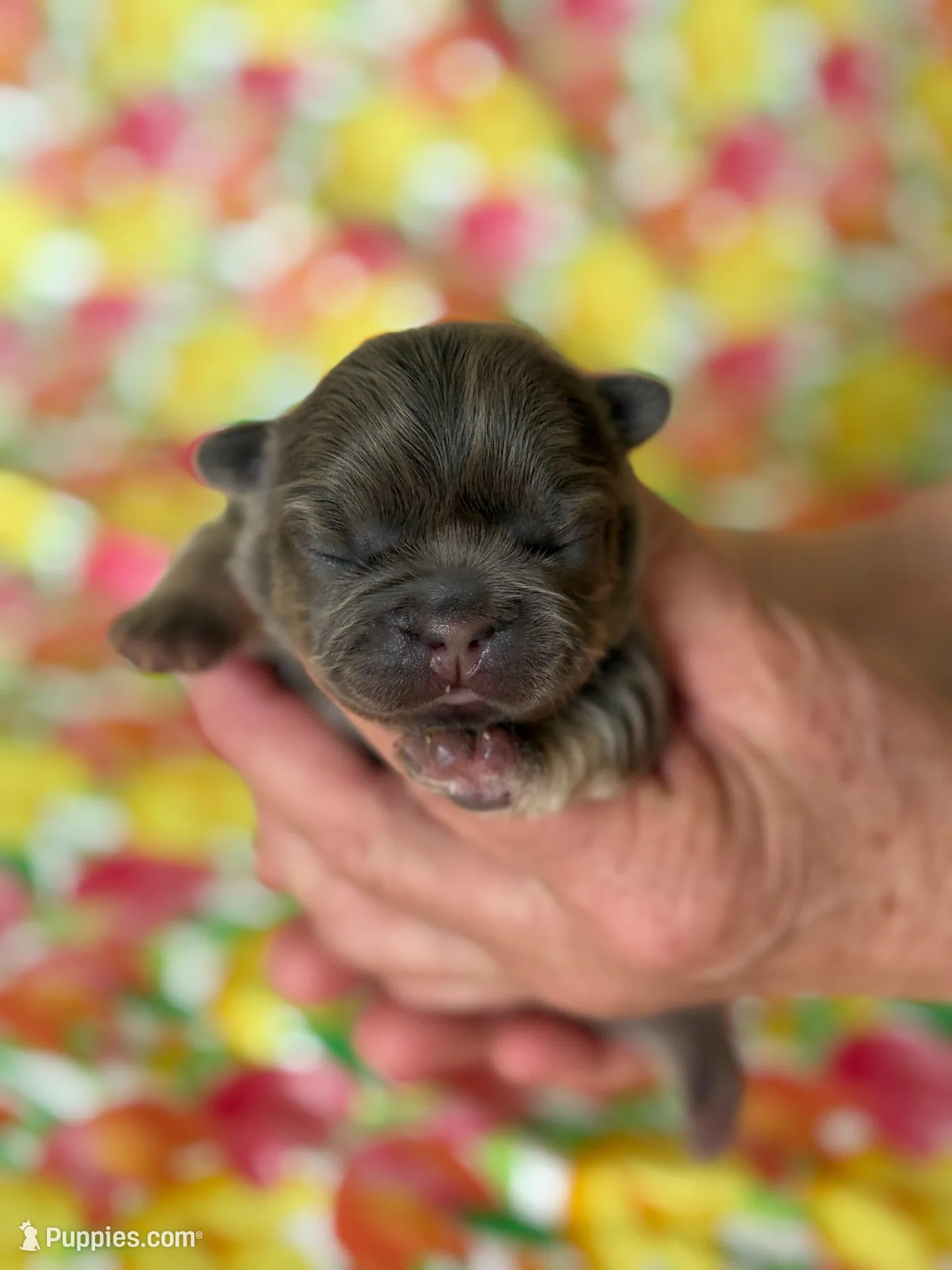 FLUFFY Lady Velvet – French Bulldog puppy for sale in North Haledon, NJ