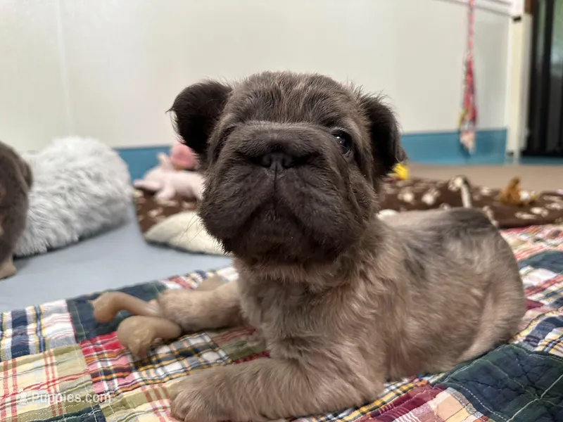 FLUFFY  BLUE FAWN  BIG ROPE – French Bulldog puppy for sale in North Haledon, NJ