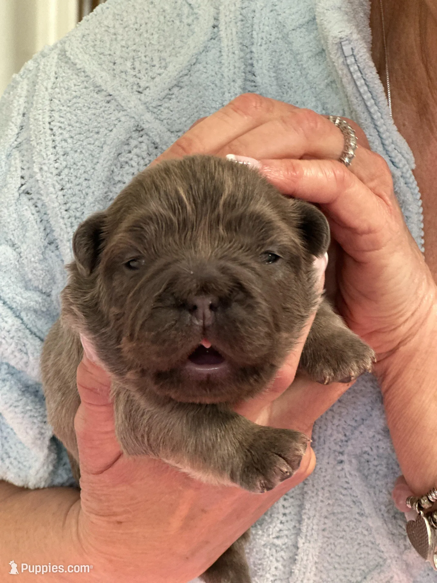 FLUFFY Lady Honey Bear – French Bulldog puppy for sale in North Haledon, NJ