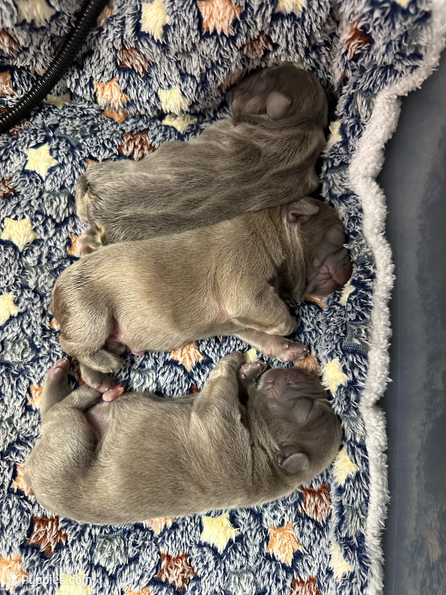 FLUFFY Lady Velvet, a female French Bulldog for sale in North Haledon, NJ – Photo 4 of 4