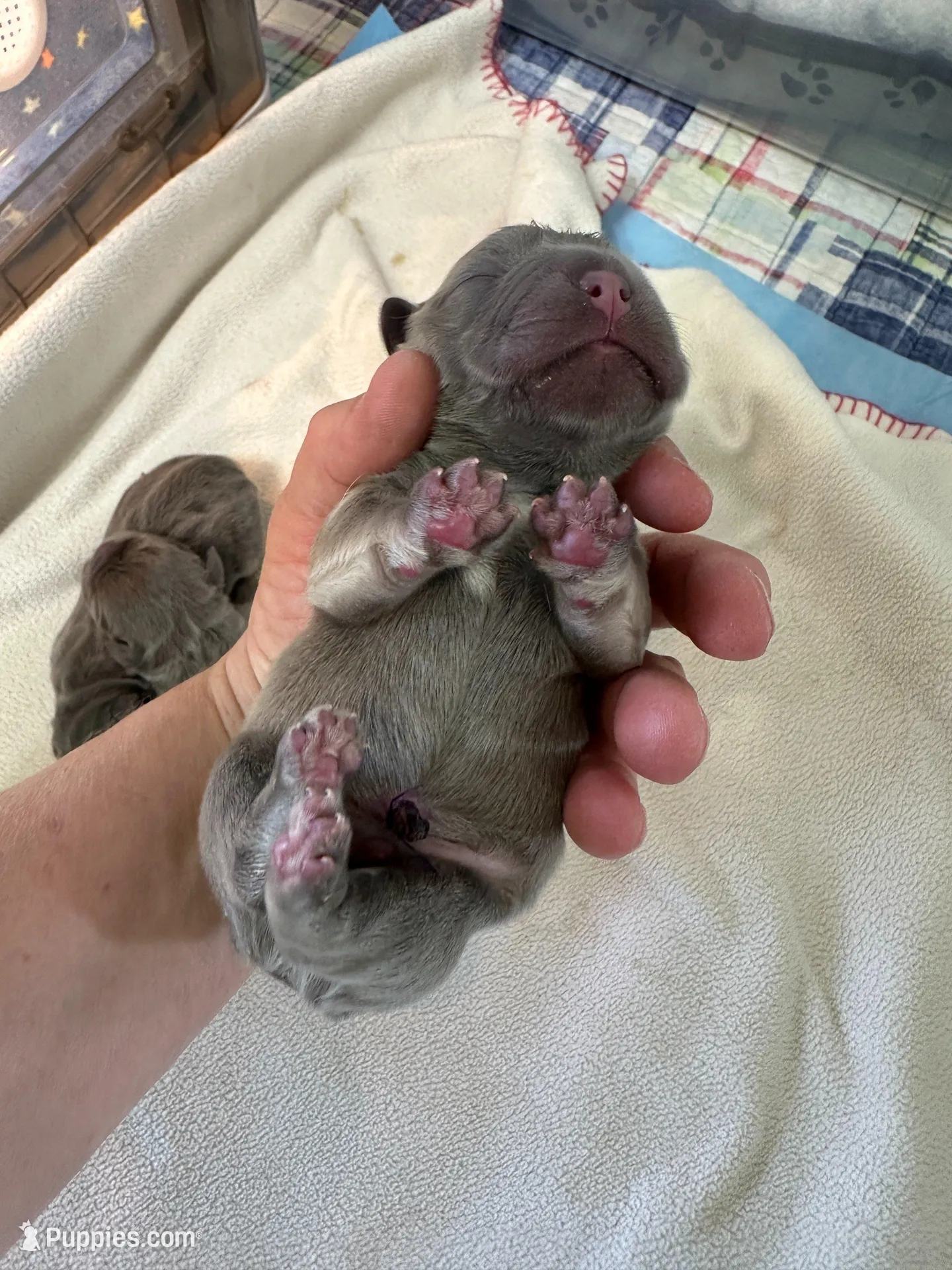 FLUFFY Teddy Royale, a male French Bulldog for sale in North Haledon, NJ – Photo 3 of 6