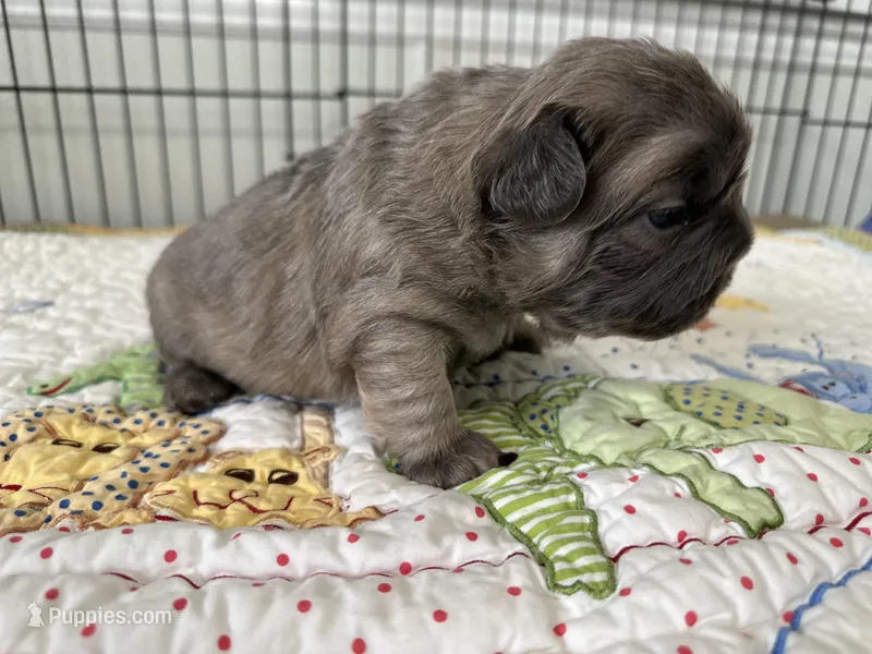 FLUFFY  BLUE FAWN  BIG ROPE – French Bulldog puppy for sale in North Haledon, NJ