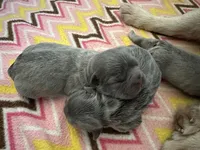 FLUFFY Lady Honey Bear, a female French Bulldog for sale in North Haledon, NJ – Photo 4 of 4