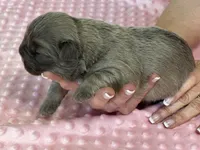 FLUFFY  BLUE FAWN  BIG ROPE, a female French Bulldog for sale in North Haledon, NJ – Photo 2 of 3