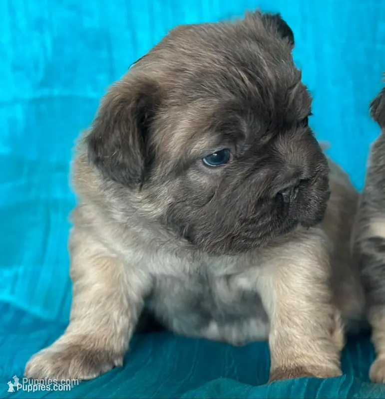 FLUFFY  BLUE FAWN  BIG ROPE, a female French Bulldog for sale in North Haledon, NJ – Photo 1 of 10