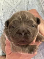 FLUFFY  BLUE FAWN  BIG ROPE, a female French Bulldog for sale in North Haledon, NJ – Photo 3 of 3