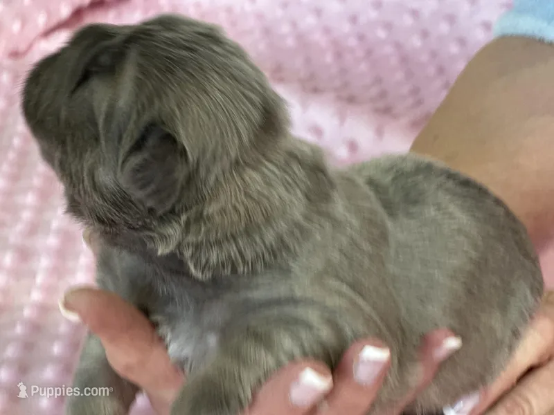 FLUFFY  BLUE FAWN  BIG ROPE – French Bulldog puppy for sale in North Haledon, NJ