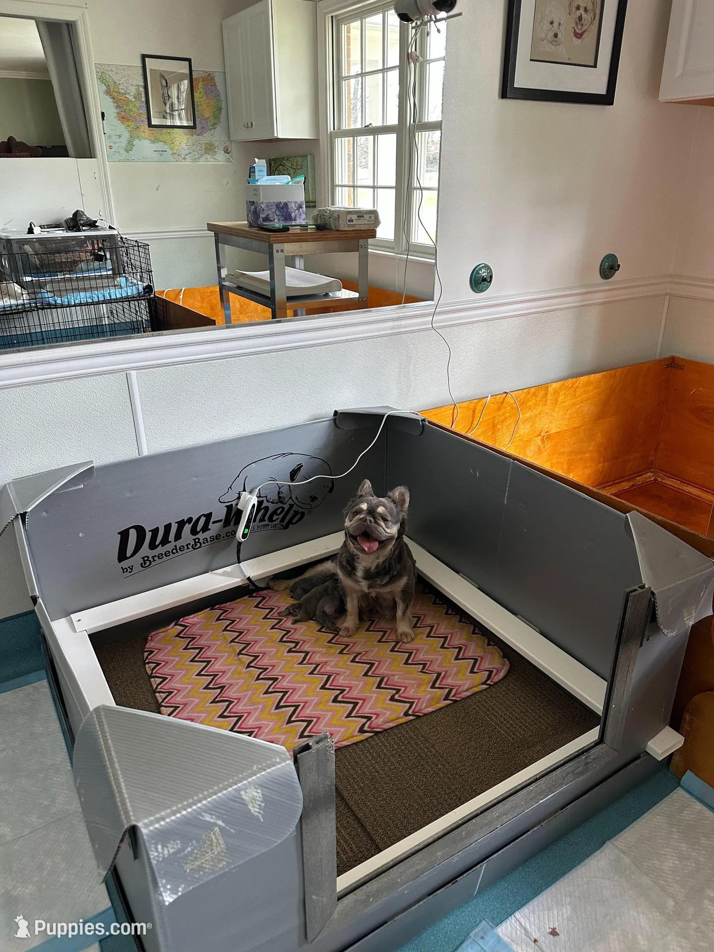 FLUFFY Lady Honey Bear, a female French Bulldog for sale in North Haledon, NJ – Photo 3 of 4