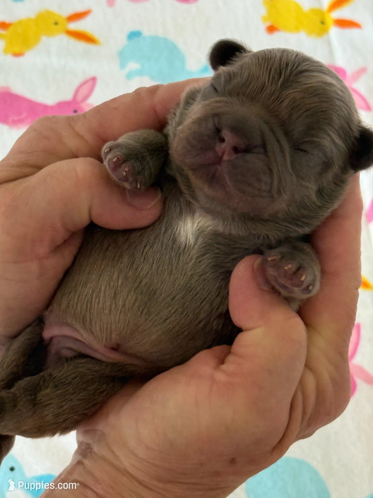 FLUFFY Teddy Royal, a male French Bulldog for sale in North Haledon, NJ – Photo 2 of 8