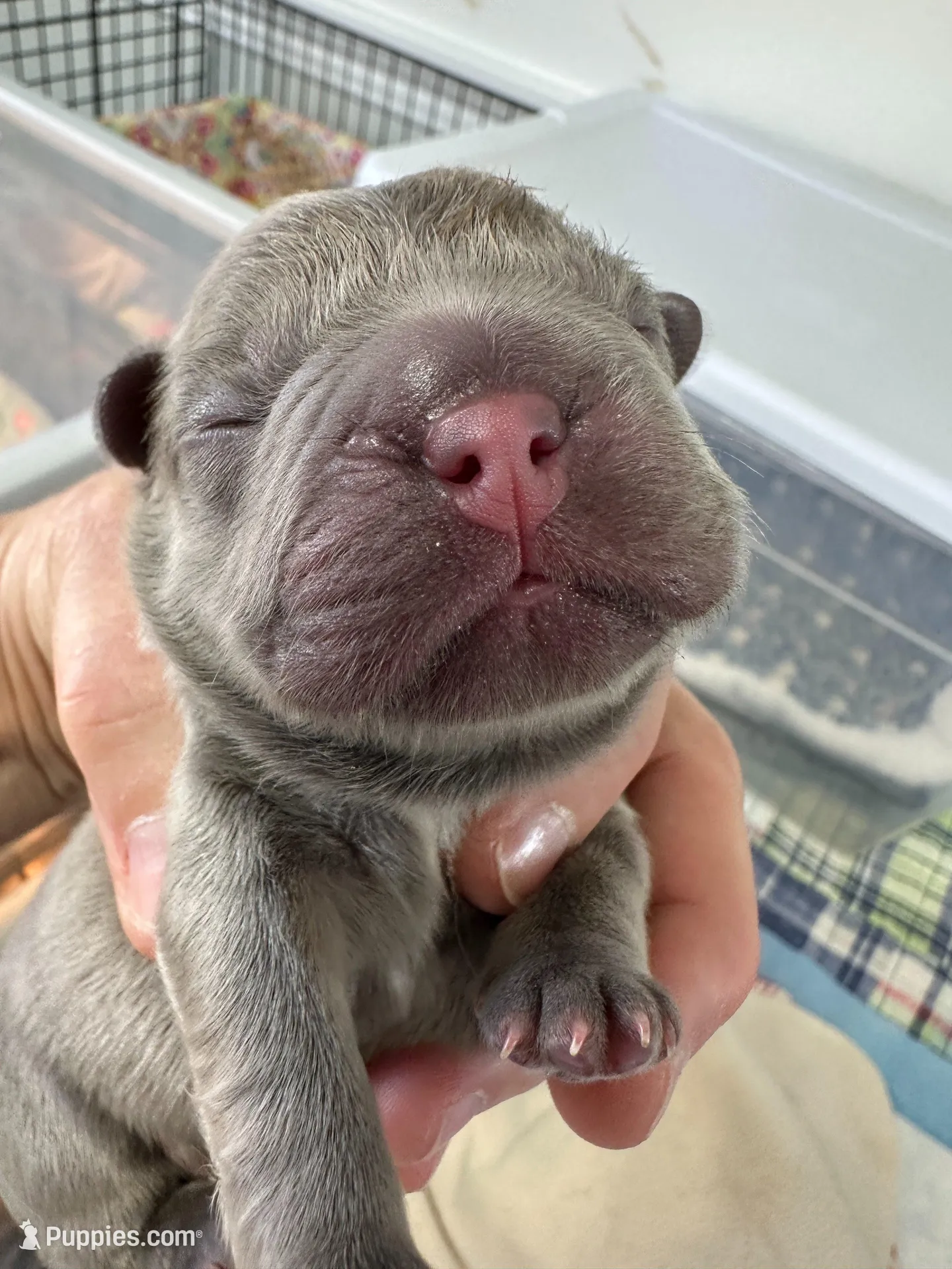 FLUFFY Teddy Royale – French Bulldog puppy on hold in North Haledon, NJ