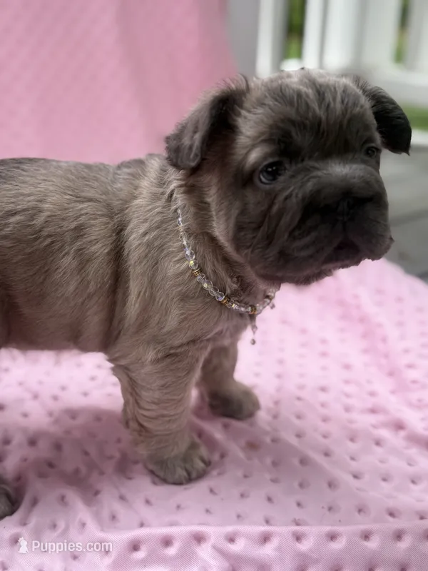 FLUFFY  BLUE FAWN  BIG ROPE – French Bulldog puppy for sale in North Haledon, NJ