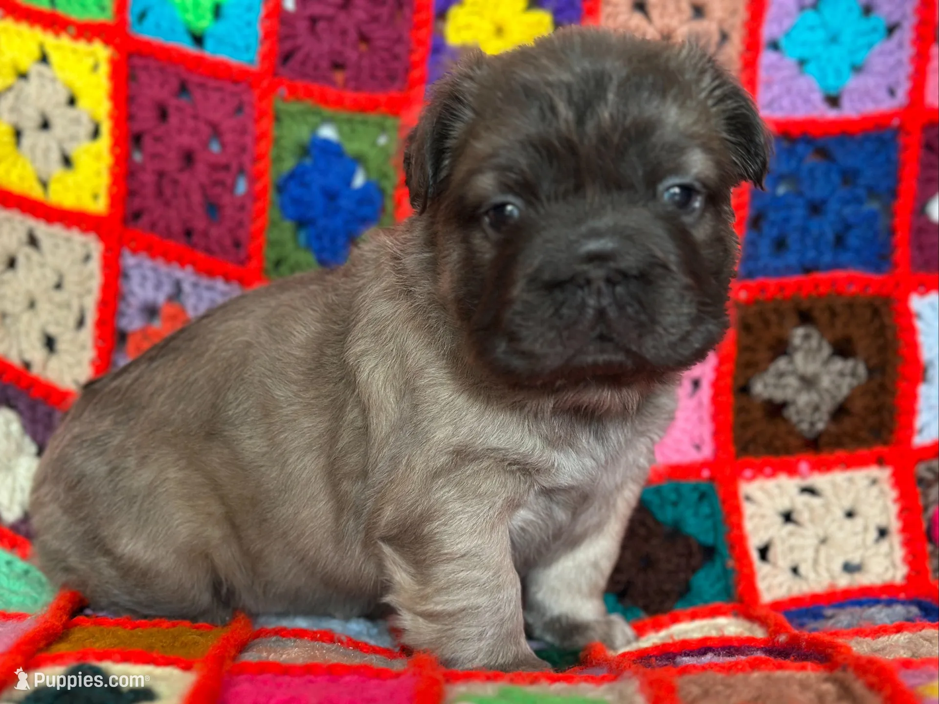 FLUFFY  BLUE FAWN  BIG ROPE, a female French Bulldog for sale in North Haledon, NJ – Photo 4 of 10