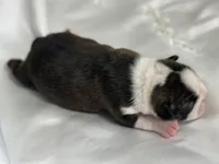 Cherry Princess, a female Boston Terrier for sale in North Haledon, NJ – 3 of 4