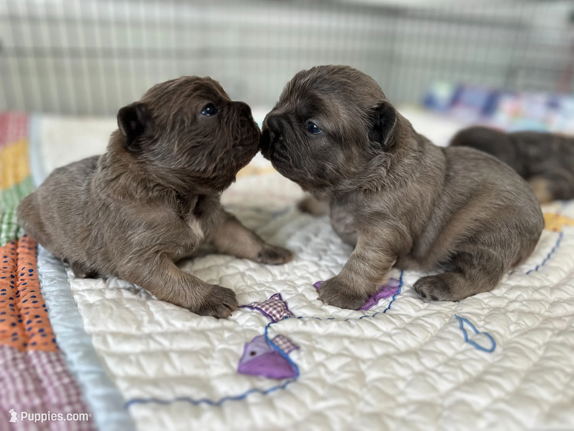 FLUFFY  BLUE FAWN  BIG ROPE, a female French Bulldog for sale in North Haledon, NJ – Photo 9 of 10