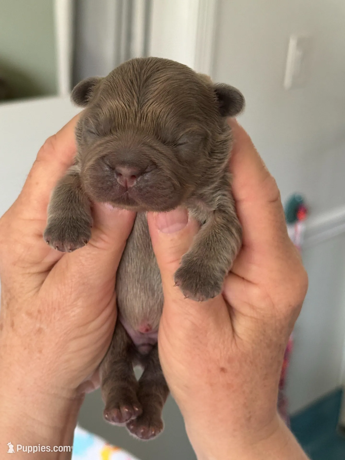 FLUFFY Teddy Royal – French Bulldog puppy on hold in North Haledon, NJ