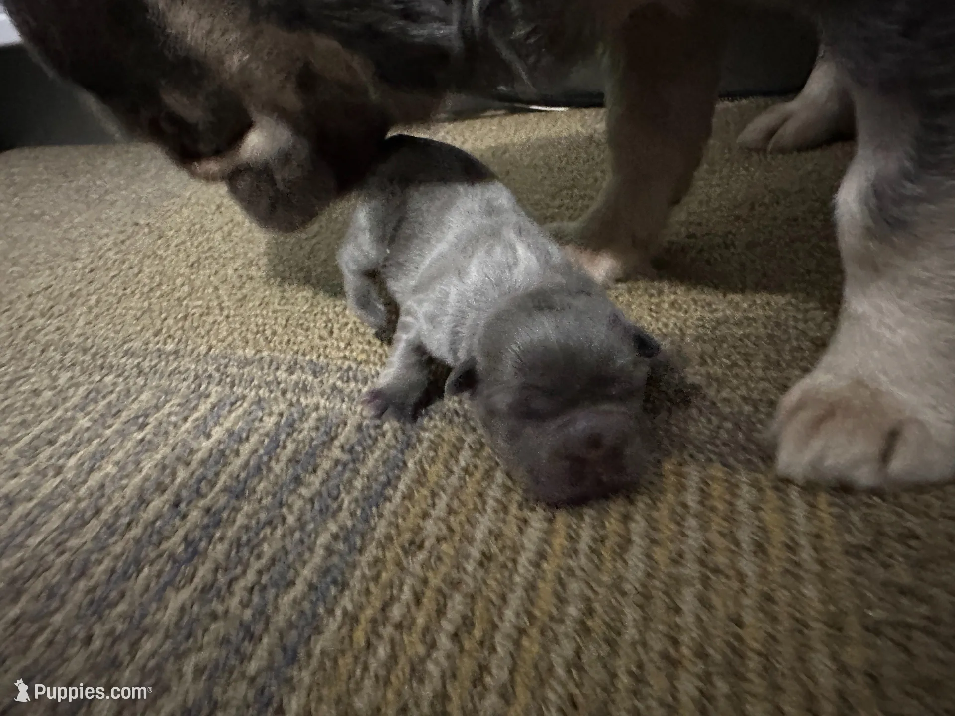 FLUFFY Lady Velvet, a female French Bulldog for sale in North Haledon, NJ – Photo 3 of 4