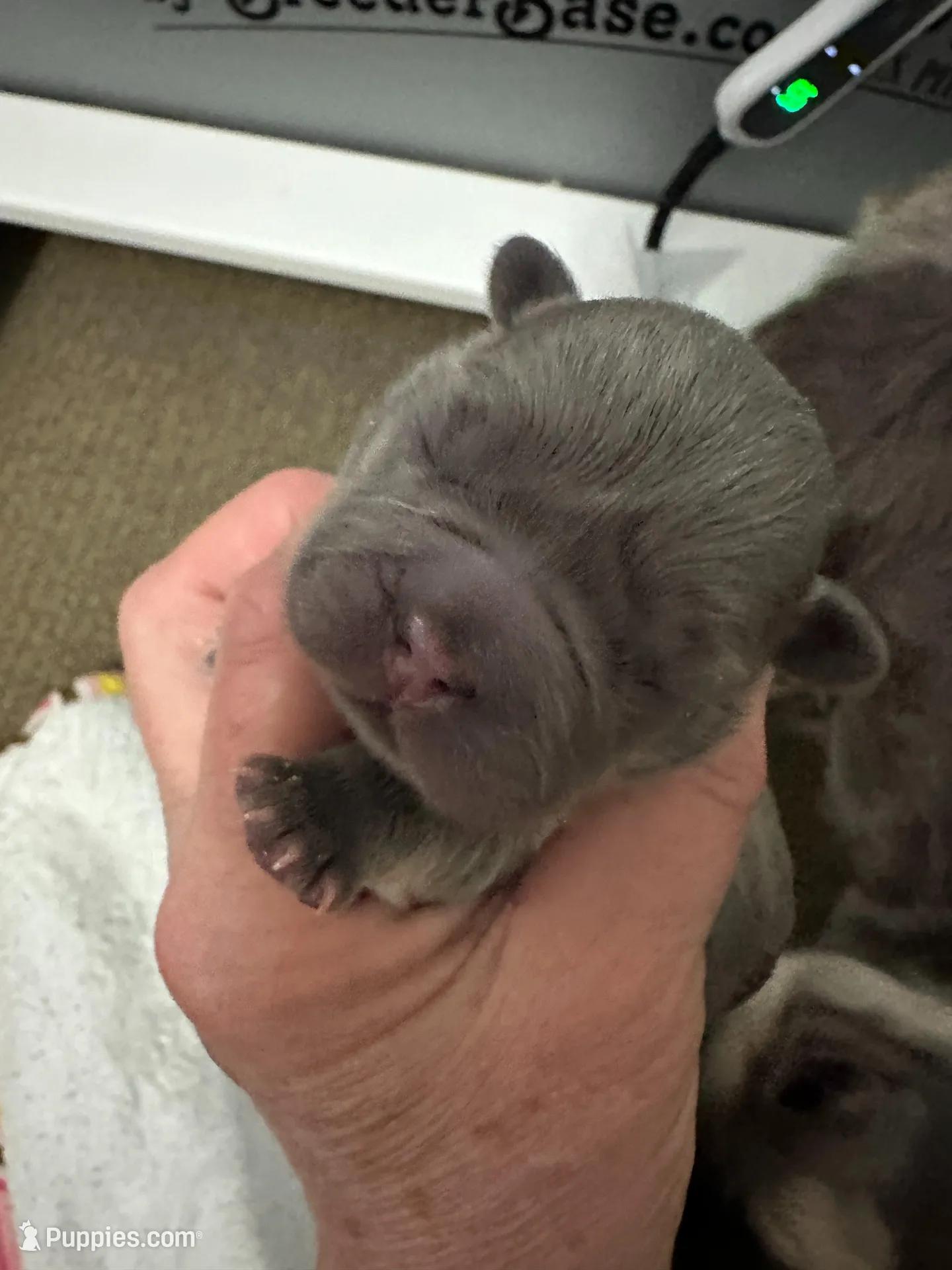 FLUFFY Lady Velvet – French Bulldog puppy for sale in North Haledon, NJ