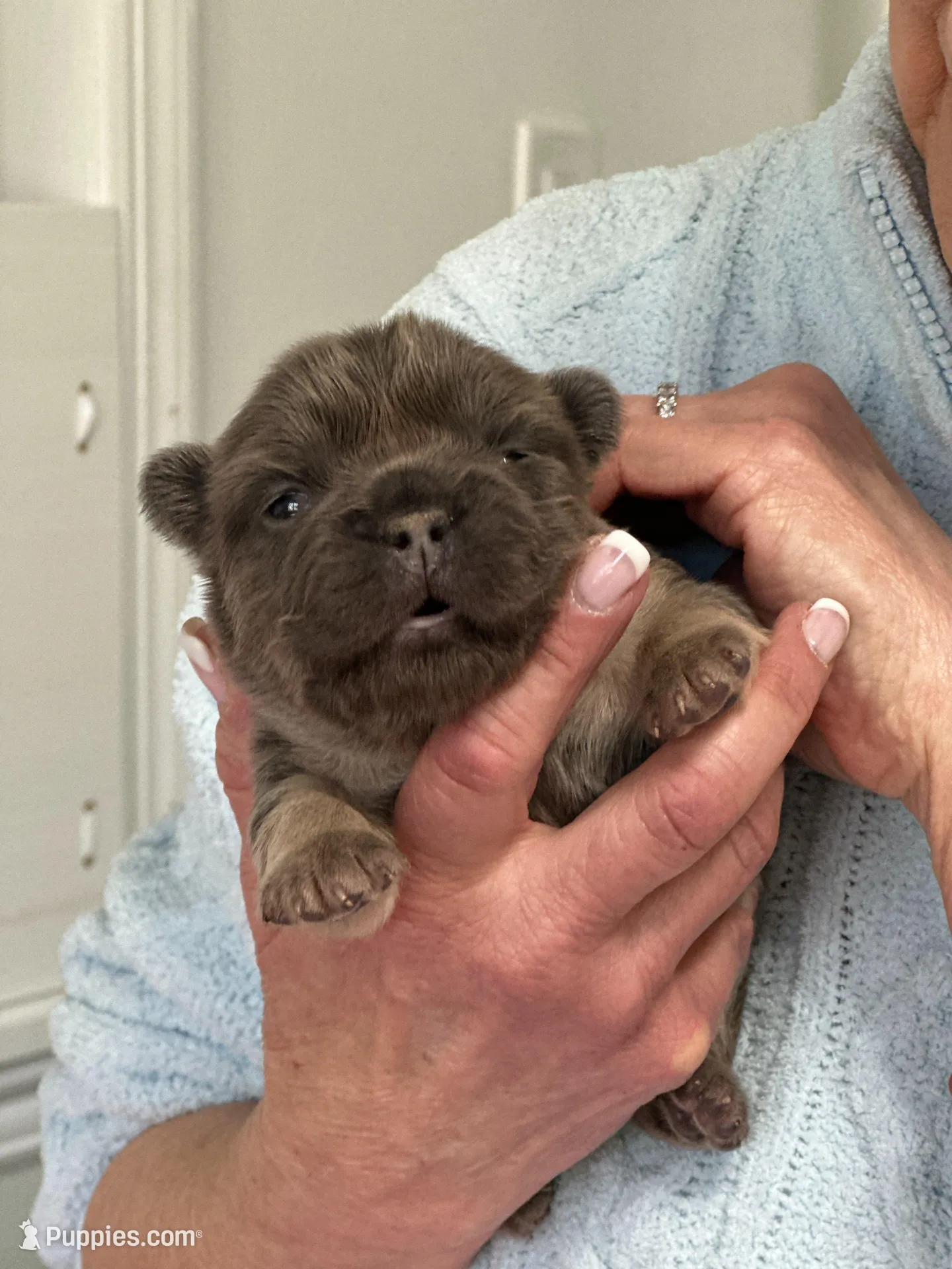 FLUFFY Lady Velvet – French Bulldog puppy for sale in North Haledon, NJ
